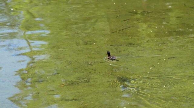 Patito nadando en un estanque