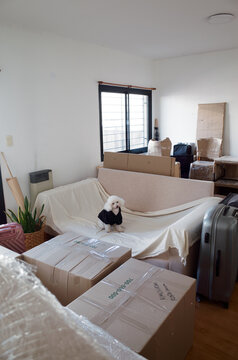 Dog Sits on Couch Amid Packed Boxes in Empty Room
