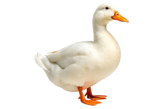 A beautiful white american pekin duck standing tall with its bright orange bill and webbed feet isolated on transparent background
