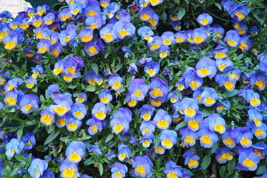 Garden pansy Viola wittrockiana, polychromatic large-flowered hybrid plant. Pansies viola tricolor, a wildflower of Europe and western Asia known as heartsease. Horticultural variety of wild pansy