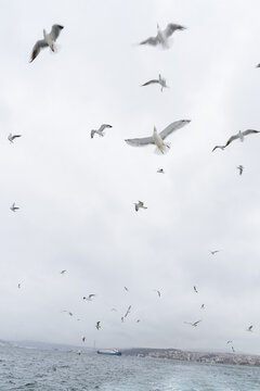 Seagulls flying over sea on cloudy day