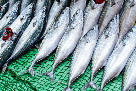 Fresh mackerel fish lined up on green net at market