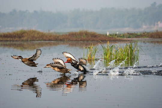 Red-crested pochards (Netta rufina) taking off from a calm water body