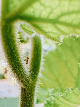 Red ant climbing on hairy green plant stem