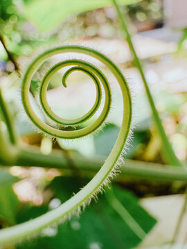 Curled Green Plant Stem in a Garden During Daylight Hours