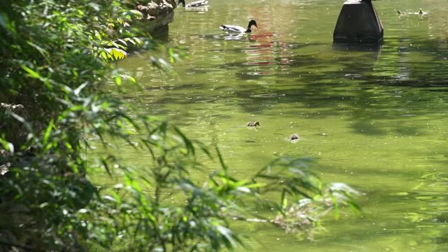 Patos y patitos nadando en un estanque