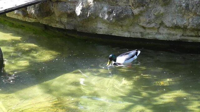 Pato buceando y buscando comida en un estanque