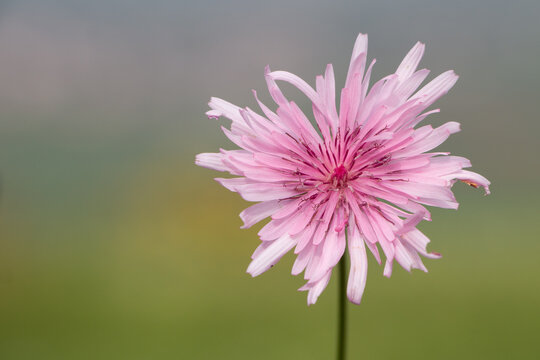Pink hawksbeard Crepis rubra flower with copy space soft blurred natural background horizontal spring Greece