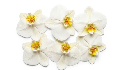 Fototapeta premium White Orchid Flowers Arrangement on White Background