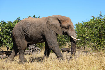 Obraz premium Afrikanischer Elefant / African elephant / Loxodonta africana