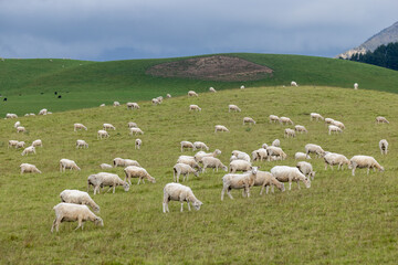 Obraz premium A flock of sheep graze on a lush green hillside in Napier-Taihape Road, Ngamahanga, Hawkes Bay, New Zealand, with dark, moody clouds gathering over distant mountains.
