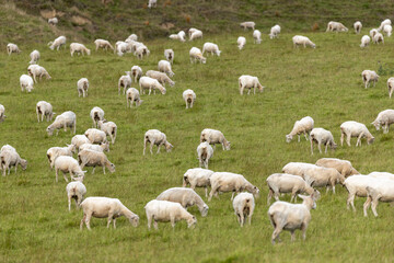Obraz premium A flock of sheep graze peacefully on a lush green hillside in rural New Zealand under a cloudy sky. Napier-Taihape Road, Ngamahanga, Hawkes Bay, New Zealand.
