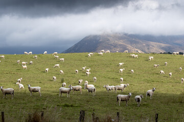 Obraz premium A flock of sheep graze peacefully on a lush green hillside in rural New Zealand under a cloudy sky. Napier-Taihape Road, Ngamahanga, Hawkes Bay, New Zealand.