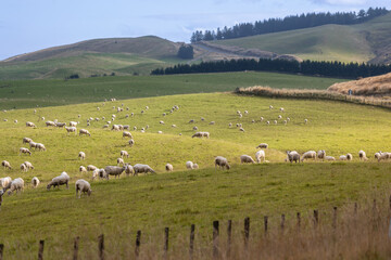 Obraz premium A flock of sheep graze peacefully on a lush green hillside in rural New Zealand under a cloudy sky. Napier-Taihape Road, Ngamahanga, Hawkes Bay, New Zealand.