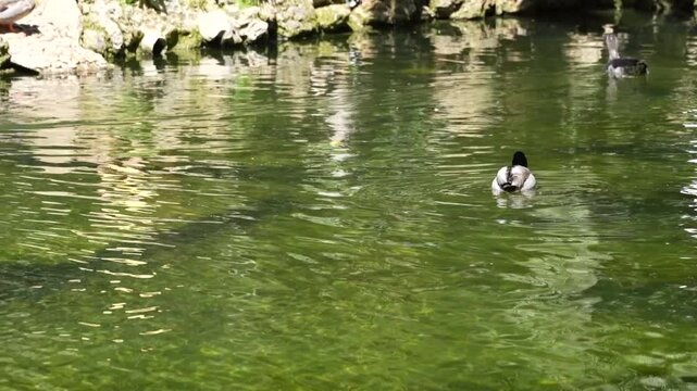 Patos nadando en un estanque