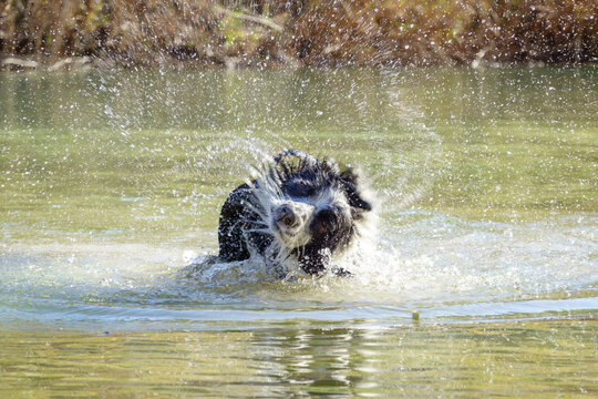 Shake It Off in the Splash Zone