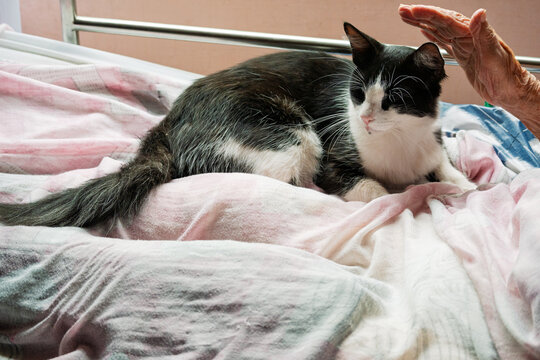 Gato blanco y negro acompa&ntilde;ando a una anciana en cama, escena hogare&ntilde;a de compa&ntilde;&iacute;a y afecto.