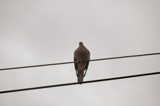 Paloma com&uacute;n posada sobre cable el&eacute;ctrico, escena urbana cotidiana con ave t&iacute;pica argentina