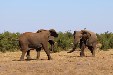 Fototapeta premium Afrikanischer Elefant / African elephant / Loxodonta africana