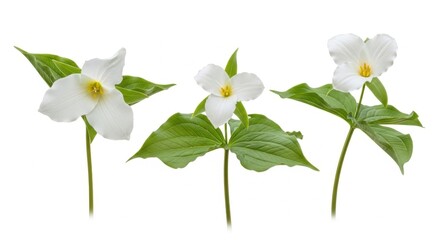 Fototapeta premium Three White Trillium Flowers Isolated on White Background