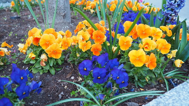 Garden pansy Viola wittrockiana, polychromatic large-flowered hybrid plant. Pansies viola tricolor, a wildflower of Europe and western Asia known as heartsease. Horticultural variety of wild pansy