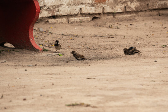 Peque&ntilde;os p&aacute;jaros jugando y ba&ntilde;&aacute;ndose en arena de parque, comportamiento natural y escena tierna.