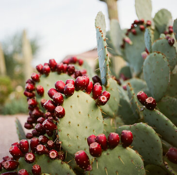 Prickly Pear Cactus