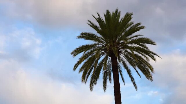 Palmera mecida por el viento contra un cielo azul con nubes