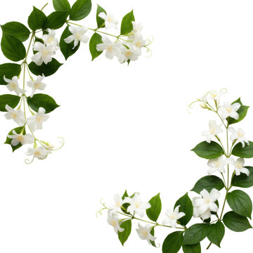 Delicate jasmine vines with small white flowers and glossy green leaves arranged in curved sprays on a solid white background, serene botanical design atmosphere