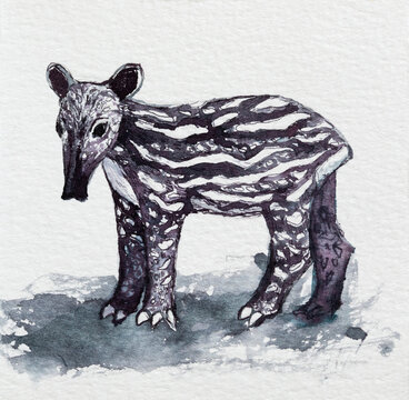Asian tapir illustration