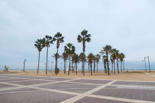 Palm trees and blue sky on Patacona beach Valencia