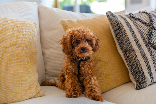 Adorable toy poodle on a cozy beige and yellow sofa