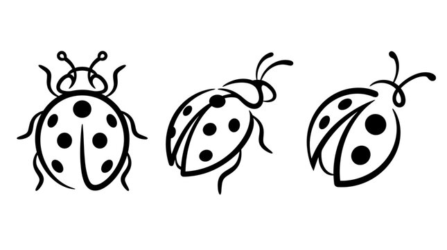 Elegant Black and White Ladybug Illustrations on White Background.