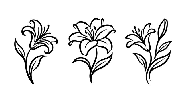Madonna Lily