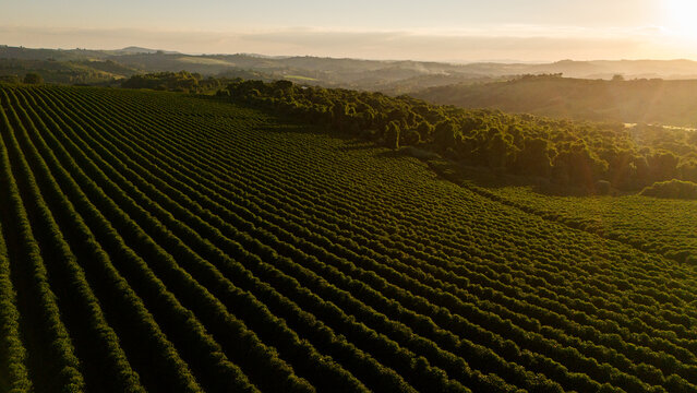Fazenda cafeeira com cultivo de caf&eacute; vista a&eacute;rea em luz dourada e montanhas
