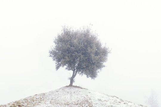 Conceptual Lone Tree