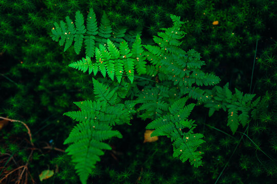 Mystical forest floor with lush ferns, moss, and wild berries. Atmospheric woodland photography featuring soft sunlight, vibrant greenery, and deep forest textures in a moody natural setting.