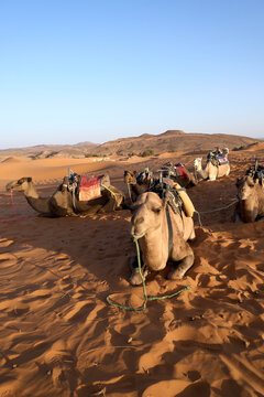 Camels resting in Sahara desert Morocco