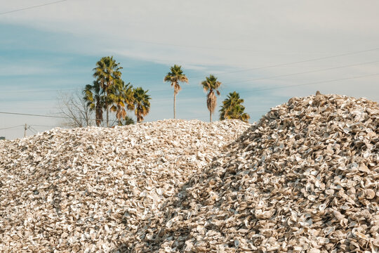 Oyster shell piles Apalachicola, Florida