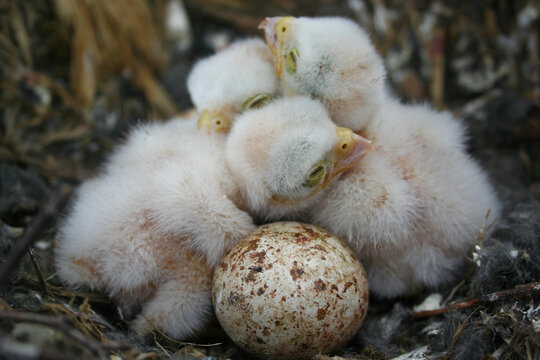 Baby Birds, Falcon Chicks, in the Nest. Photo of the Wildlife