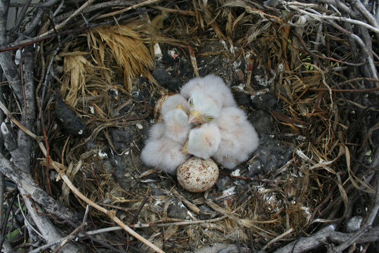 Newly Hatched Birds Rest in Their Nest