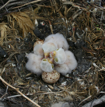 Falcon Bird Chick Hatched From Eggs in a Nest