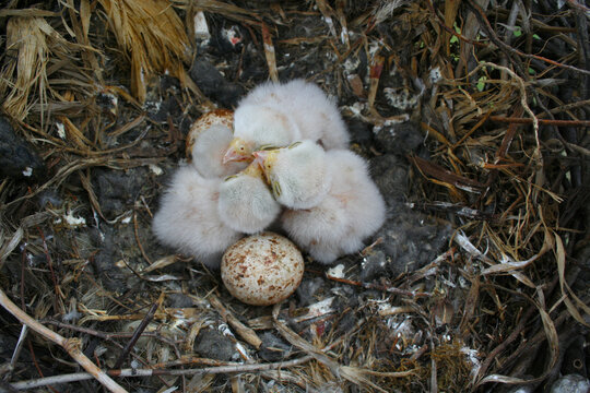 Falcon Chicks Hatching in a Nest With Eggs in Natural Setting