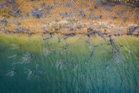 Dry dead trees and braches along the shoreline of a reservoir