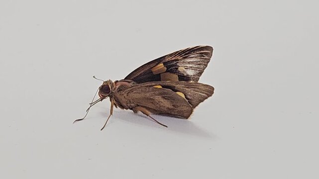 a brown skipper butterfly with distinctive orange markings and large eyes resting quietly on a clean white wall surface during a bright daylight natural setting.