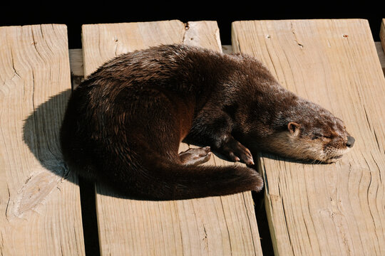 River Otter Wakulla Springs State Park, Florida