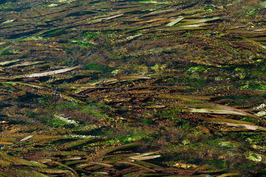 Tape Grass aquatic vegetation Wakulla Springs, Florida