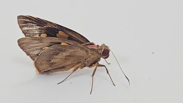 a brown skipper butterfly with distinctive orange markings and large eyes resting quietly on a clean white wall surface during a bright daylight natural setting.