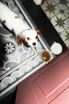 Small Dog Waiting for Food in Kitchen