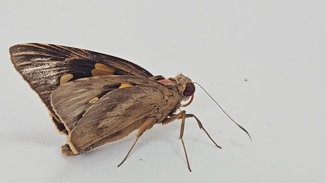 a brown skipper butterfly with distinctive orange markings and large eyes resting quietly on a clean white wall surface during a bright daylight natural setting.